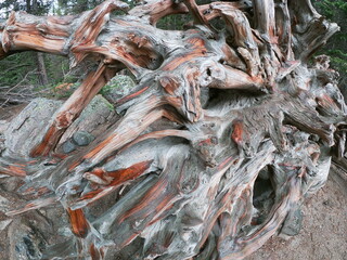 Tree roots from a fallen tree in Colorado
