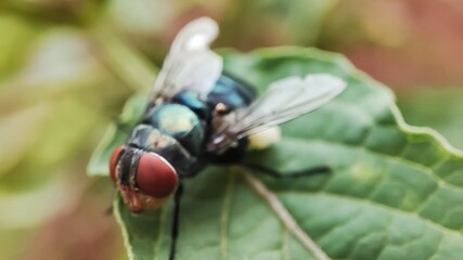 Chrysomya megacephala, more commonly known as the oriental latrine fly or oriental blue fly. Cochliomyia hominivorax, the New World screwworm fly