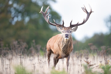 Impressive portrait of a dominant red deer stag during the rut in autumn
