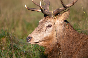 Portrait of a red deer stag during the rut in autumn