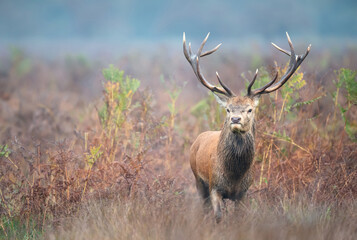 Red deer stag walking in the meadow during the rut in autumn