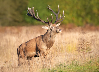 Portrait of a red deer stag standing in grass during the rut in autumn