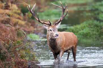 Red deer stag crossing the river during rutting season in autumn