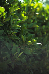 The beautiful leaves on the roadside are in bokeh, with a clear foreground and blurred background.