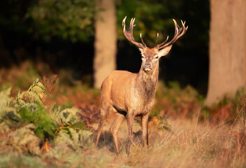 Red deer stag standing in grass during the rut in autumn, UK.