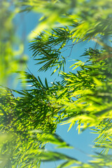 The blade of grass on the head, the front is clear, the back is blurred with bokeh.