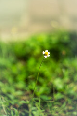 The flowers swayed and blurred