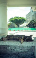 A black homeless dog is sleeping soundly