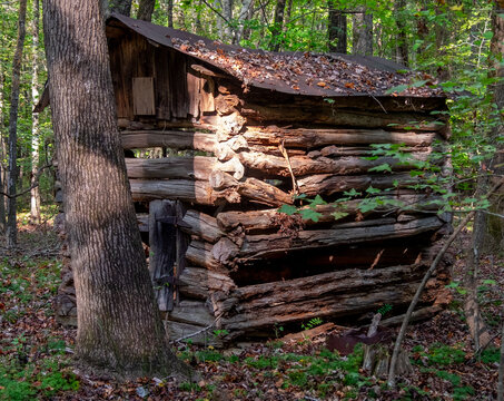 Old Derelict Shed in the Woods
