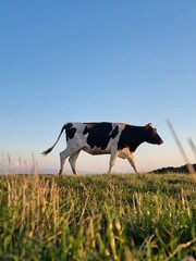 Vache - France - Champ