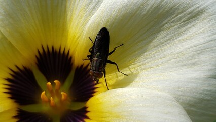 A Black Fly Perched on a Yellow and White Flower Petal