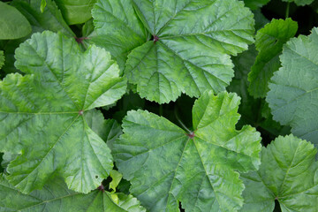 Dichte grüne Blätter