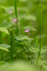 a close up of a flower with the word wild on the bottom.