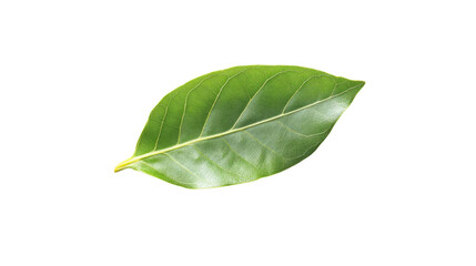 Obraz premium Green leaf transparent background