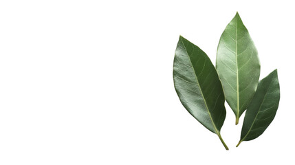 Naklejka premium Green leaf transparent background