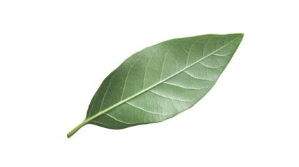 Obraz premium Green leaf transparent background