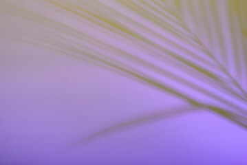 Tropical leawes in neon light with duotone shadows