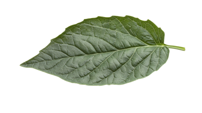 Green leaf transparent background - Powered by Adobe