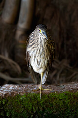 Juvenile Black-Crowned Night Heron Standing on a Mossy Surface in a Natural Habitat with Bamboo Background