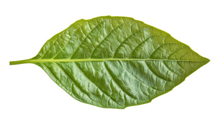 Obraz premium Green leaf transparent background