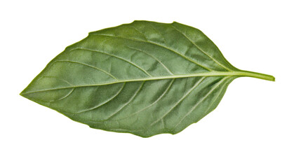 Obraz premium Green leaf transparent background