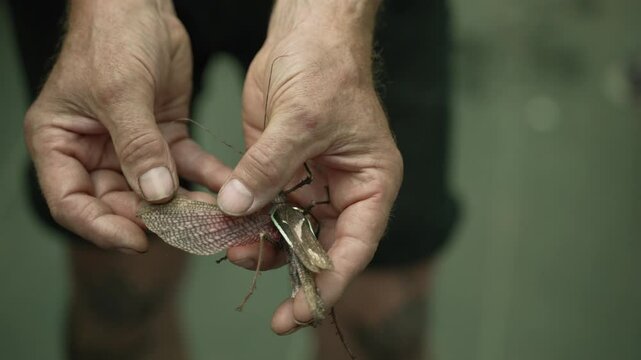 Man shows a Stick Insect on his arm, Phobaeticus Serratipes, Giant Malayan stick insect. Entomology Workshop