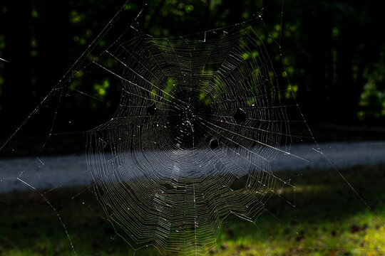 Full Spider web 