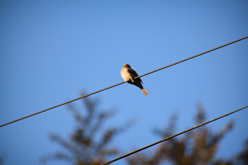 Oiseau sur un c&acirc;ble &eacute;lectrique sur un beau ciel bleu