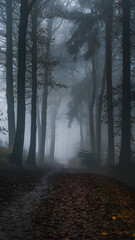 Naklejka premium A misty forest path lined with tall trees, creating a serene and mysterious atmosphere. The ground is covered with fallen leaves, and the fog adds depth to the scene.