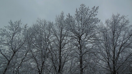 snow covered trees