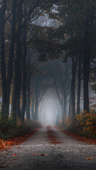 Fototapeta premium A misty forest path lined with tall trees, creating a serene and mysterious atmosphere. The ground is covered with fallen leaves, and the fog adds depth to the scene.