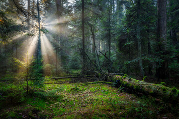 Beautiful sunny morning in green forest