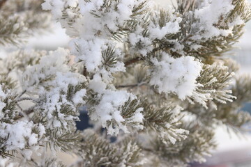 snow covered pine tree
