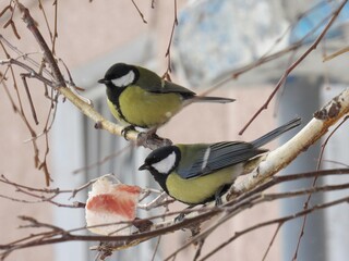 Two birds 