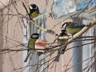 Birds on the tree