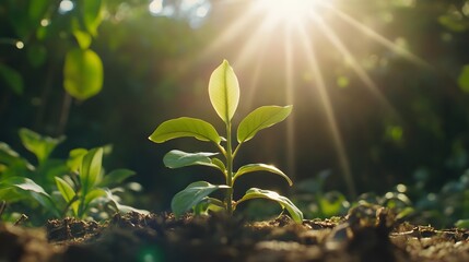 Young plant emerges from rich soil as sunlight filters through lush greenery in a serene natural setting