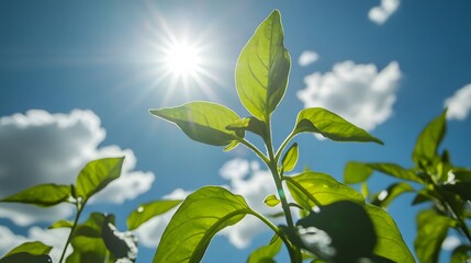 Sunlight shines on green leaves signaling growth in a bright sky during a sunny day