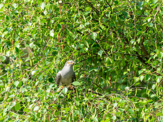 Cuckoo ( Cuculus canorus ) sitting on a tree branch