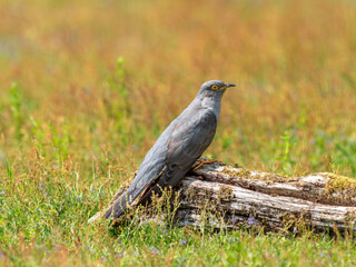 Cuckoo ( Cuculus canorus )  on a log