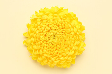 Beautiful yellow chrysanthemum flower on color background