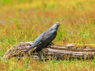 Cuckoo ( Cuculus canorus )  on a log