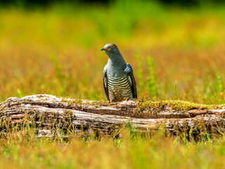 Cuckoo ( Cuculus canorus )  on a log