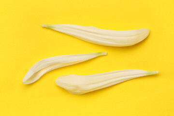 White chrysanthemum flower petals on yellow background