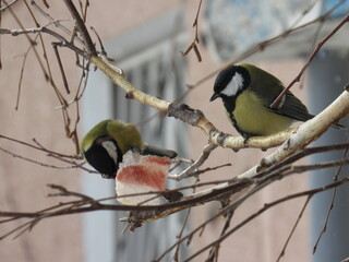 Naklejka premium red backed shrike