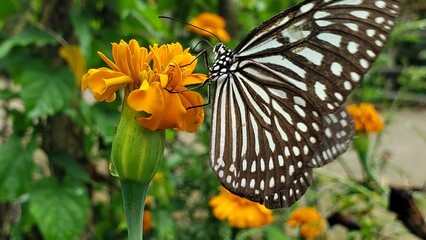 Black and White Butterfly on Yellow Marigold Flower