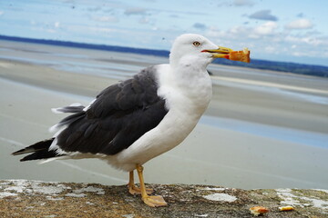 Seagull in Mont Saint Michel in Normandy, France