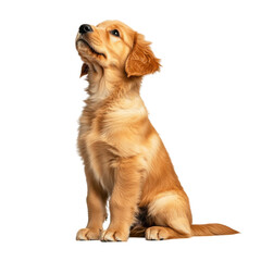 Fototapeta premium Playful golden retriever puppy home environment pet photography indoor setting close-up view joyful companionship, transparent background