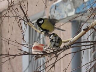 a bird on a feeder