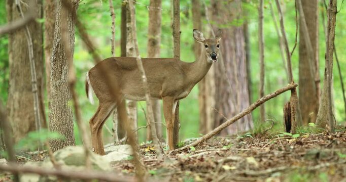 A skinny deer standing and chewing in a suburban back yard forest in Chapel Hill, North Carolina. 