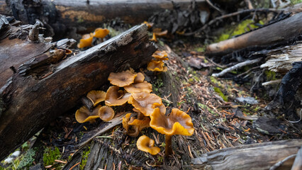 mushrooms in the forest, Canada